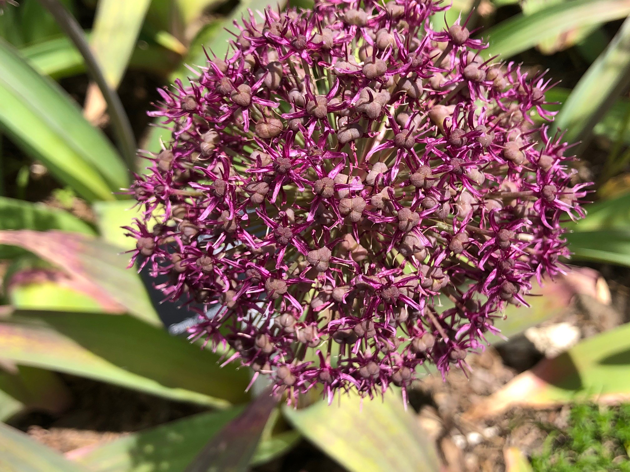 Allium Ostara flower