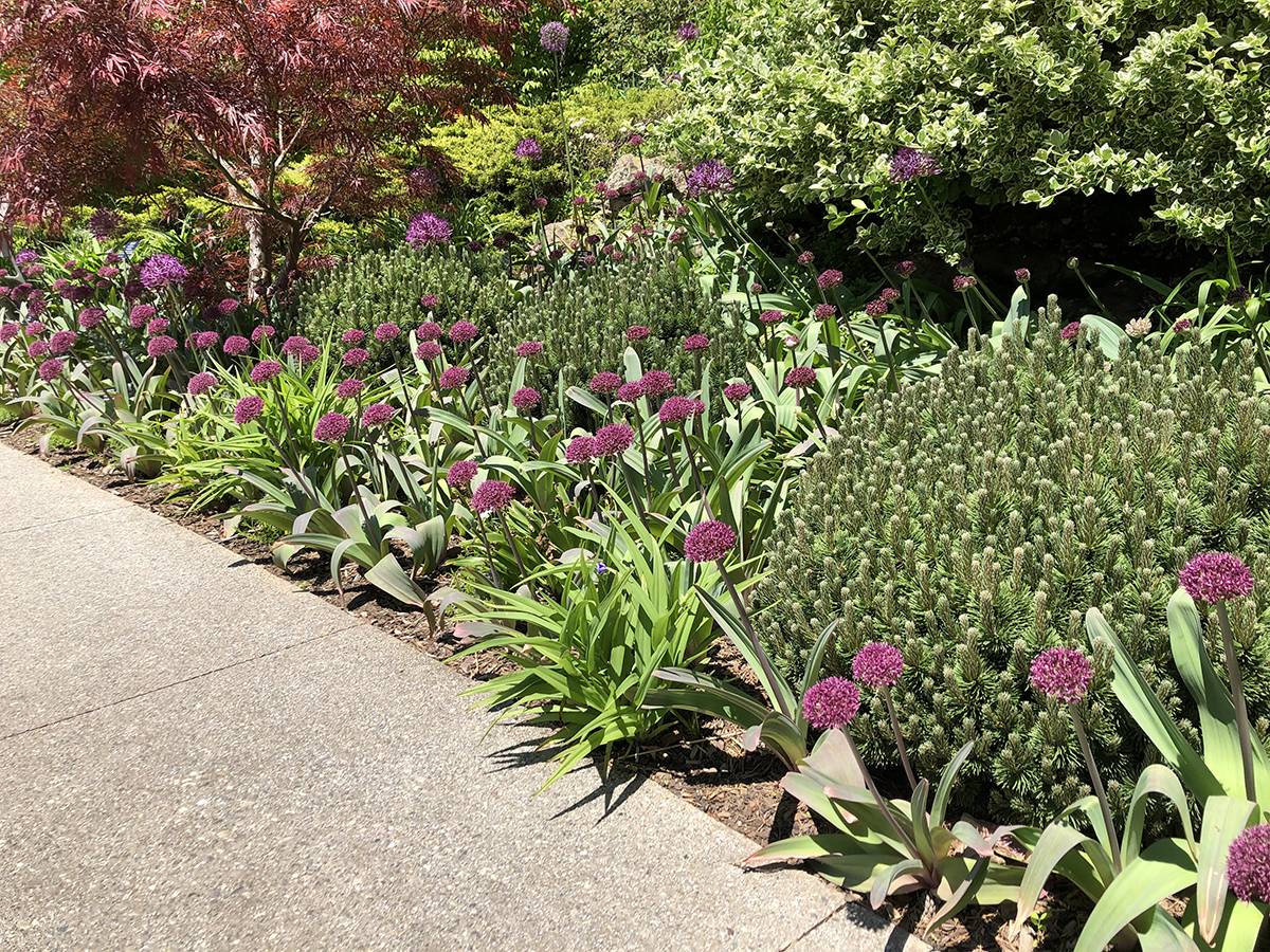 Allium 'Ostara'