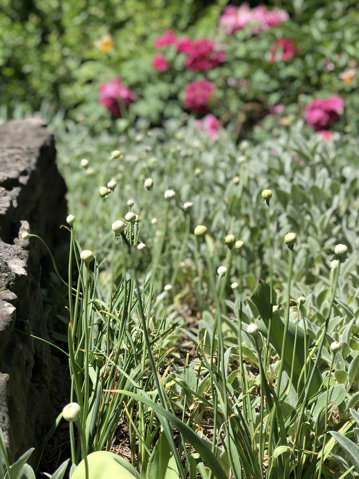Allium 'Rosy Dream'