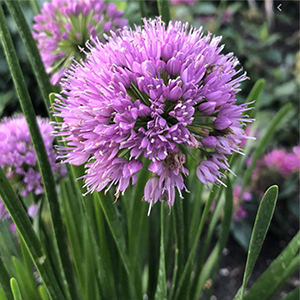 Purple Ornamental Onion Bloom