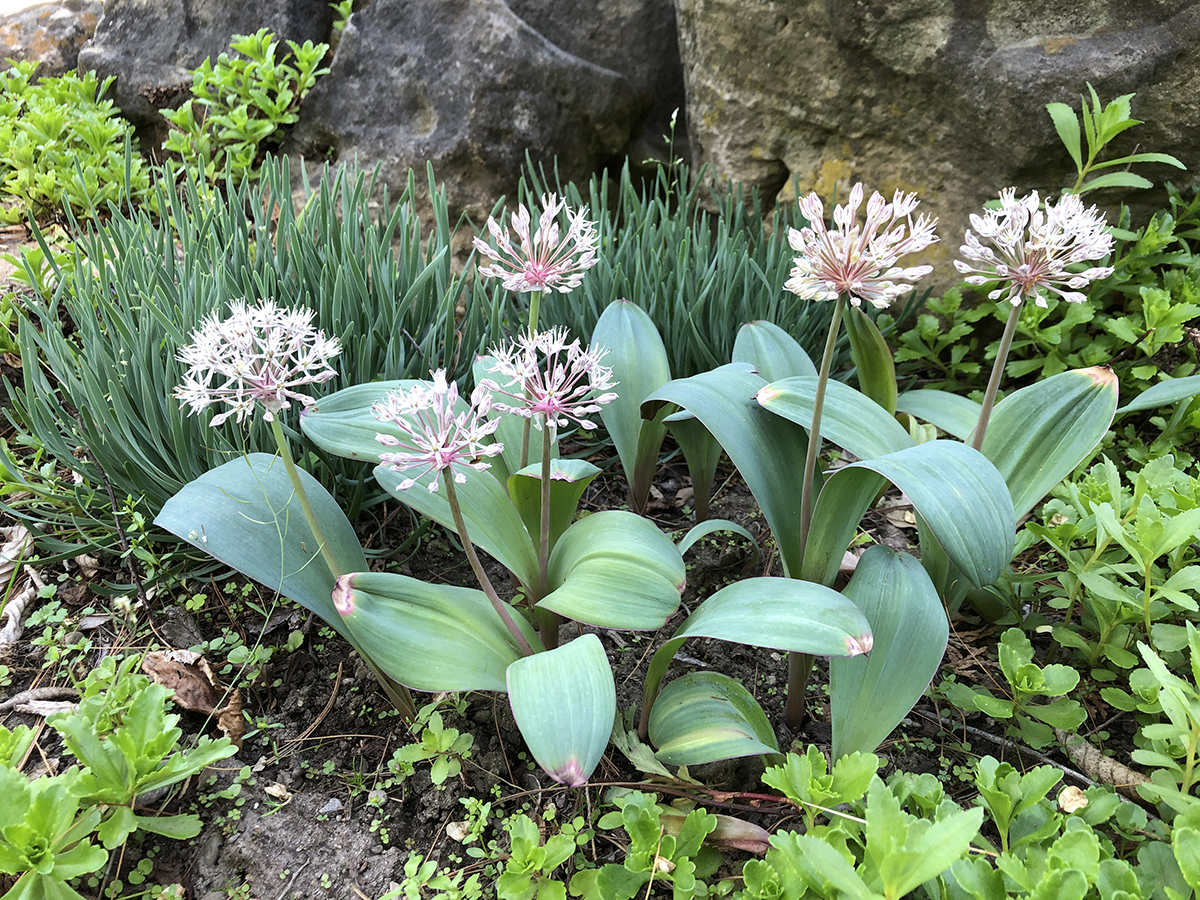 Allium karataviense with Allium senescens