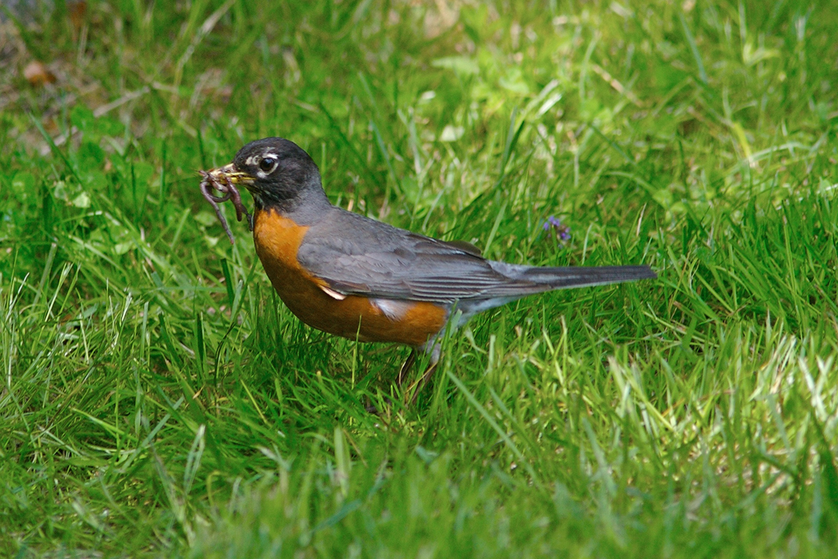 Robin with earth worm in beak