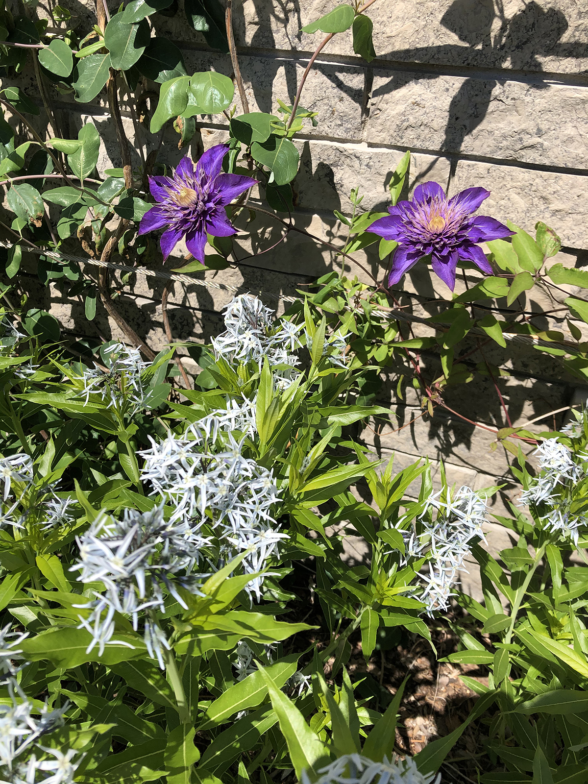 Amsonia tabernaemontana & Clematis 'Multi Blue'