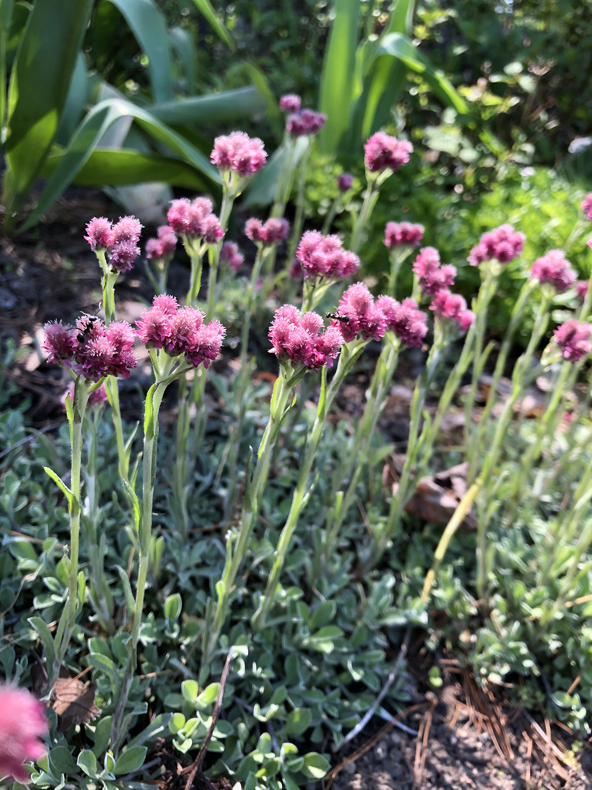Antennaria dioica 'Rubra'
