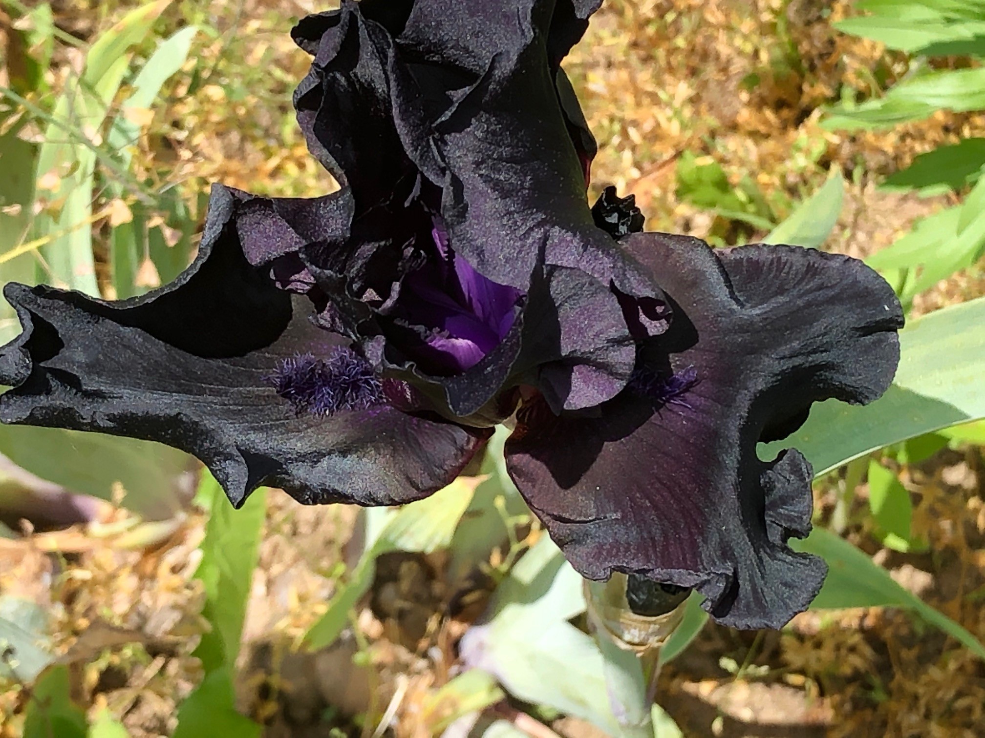 Anvil of Darkness Flower