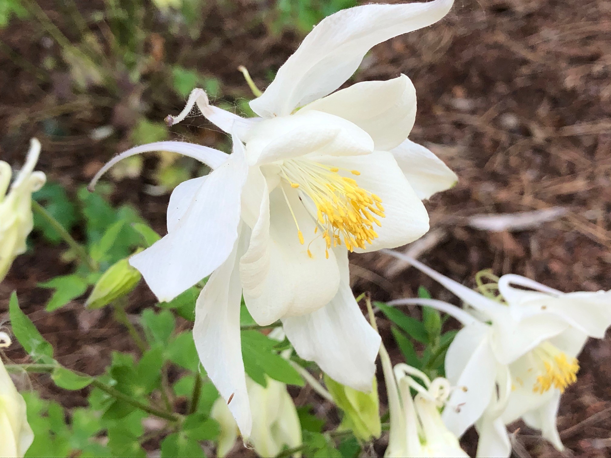 Aquilegia Dove Flower