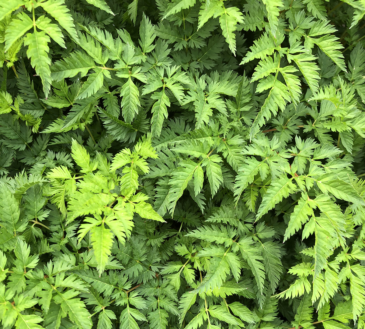 Aruncus aethusifolius