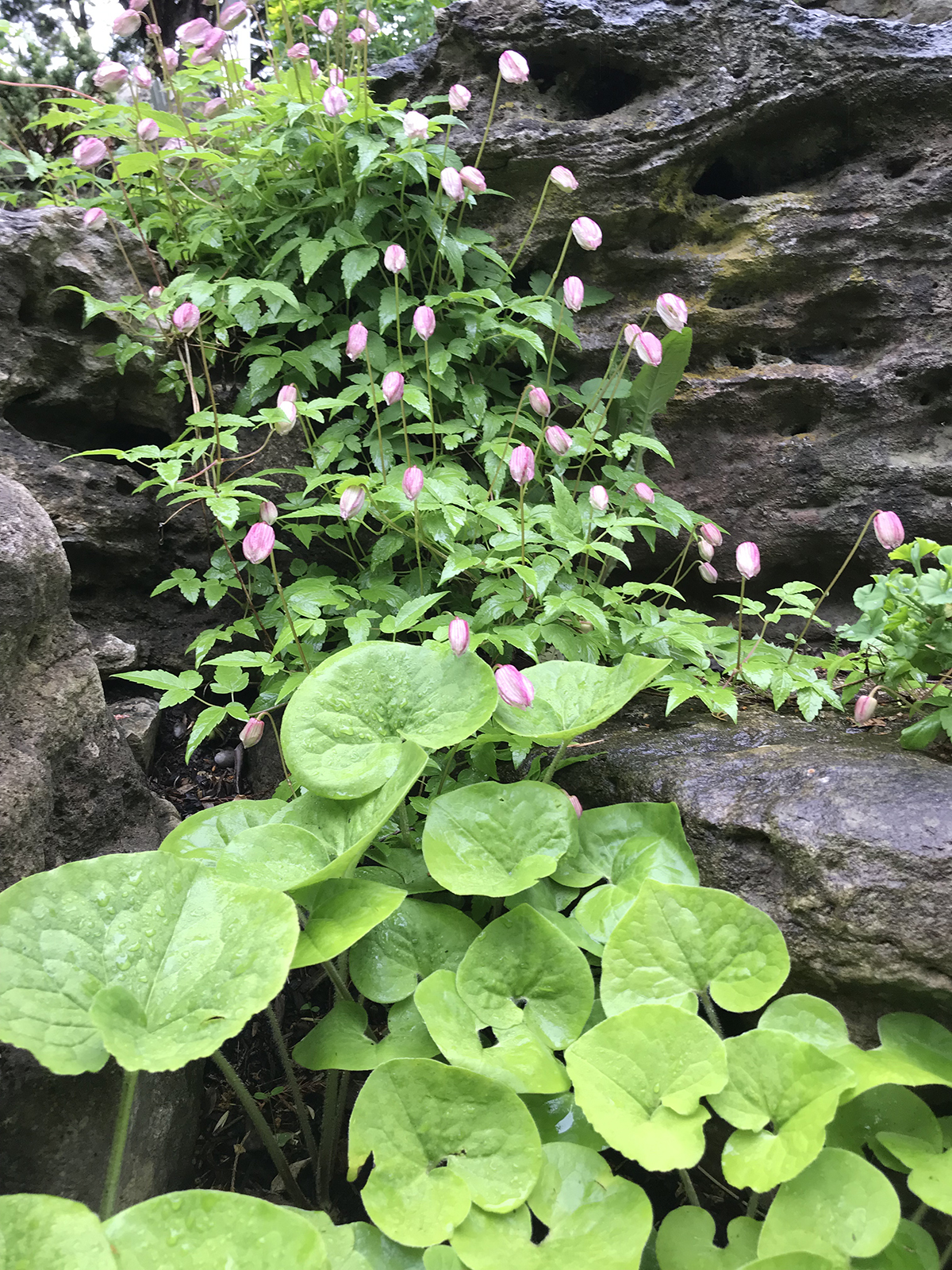 Asarum canadense Clematis 'Pink Flamingo'