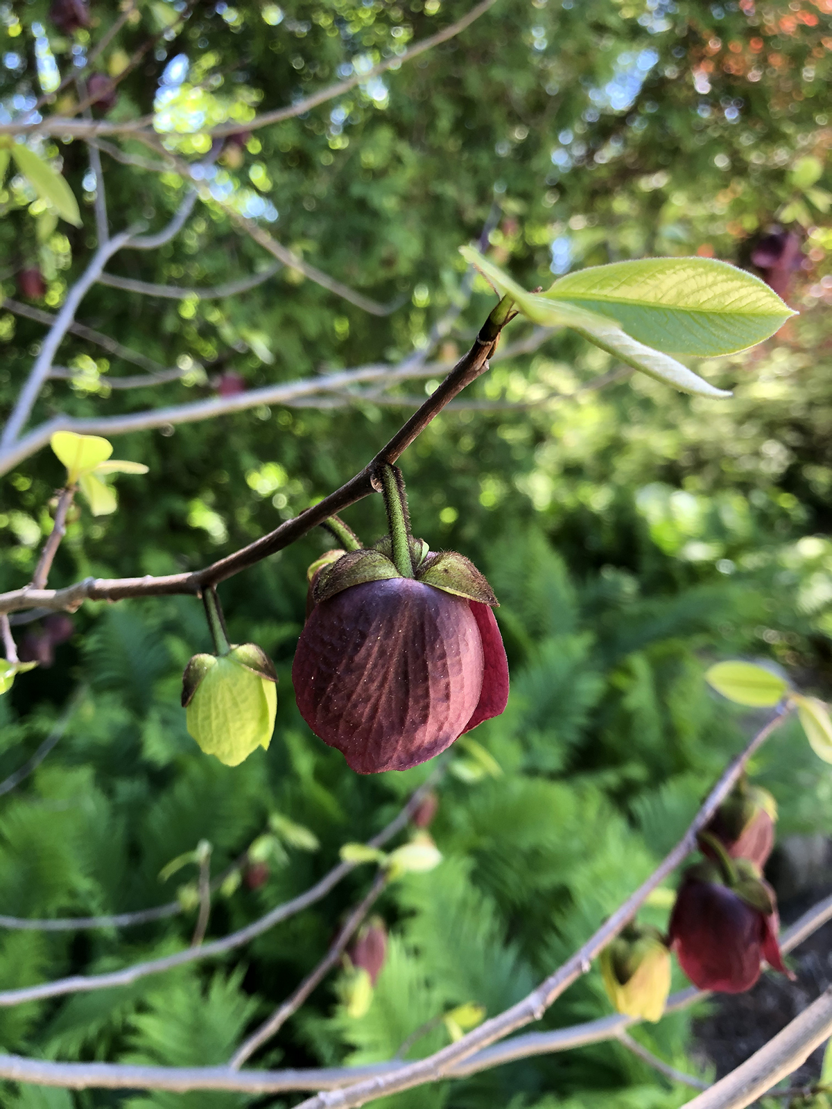 Asimina triloba
