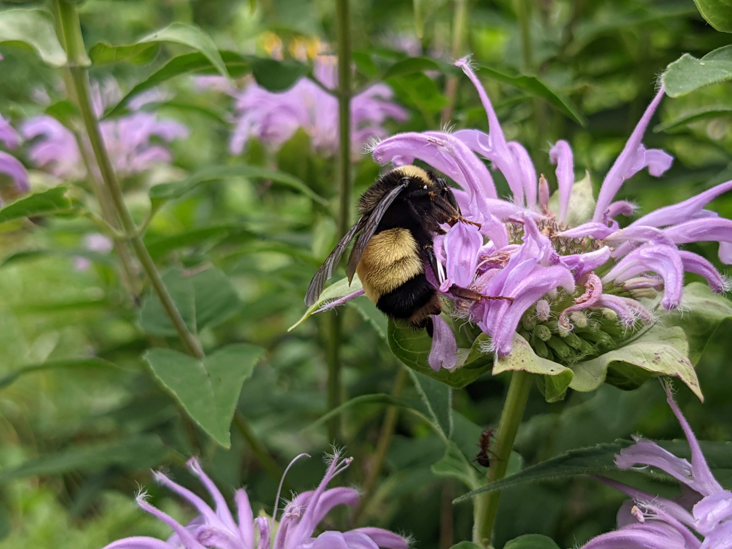 Yellow banded bumble bee on purple catmint