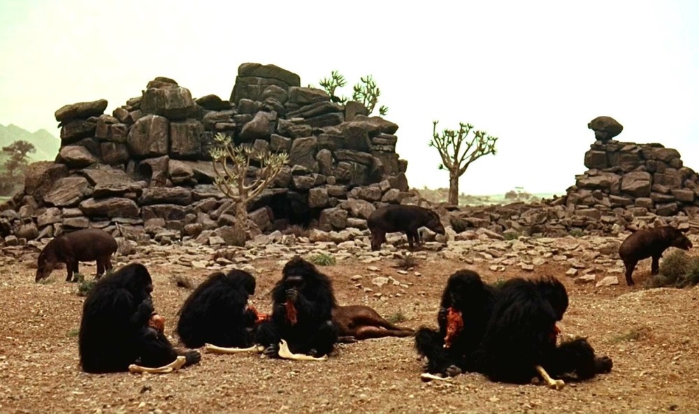 Early Hominids enjoy a meaty meal in the “Dawn of Man” sequence of 2001: A Space Odyssey.
