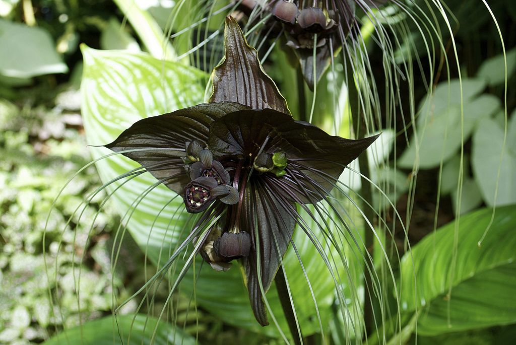almost black coloured flower shaped like a bats wings, with strands emerging from centre