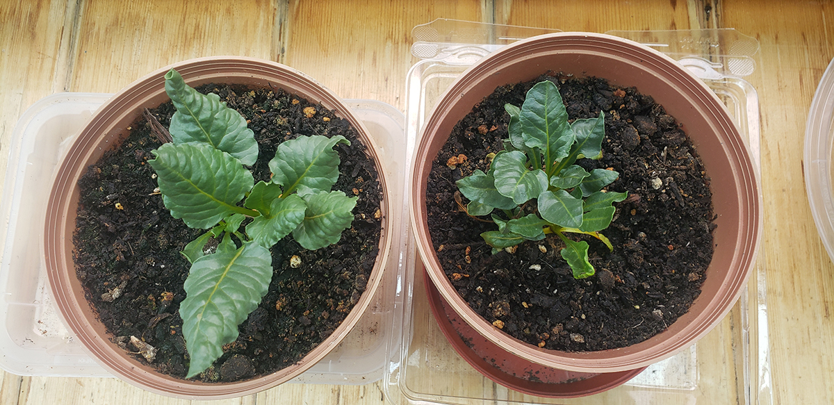 Beet Greens growing in small pots