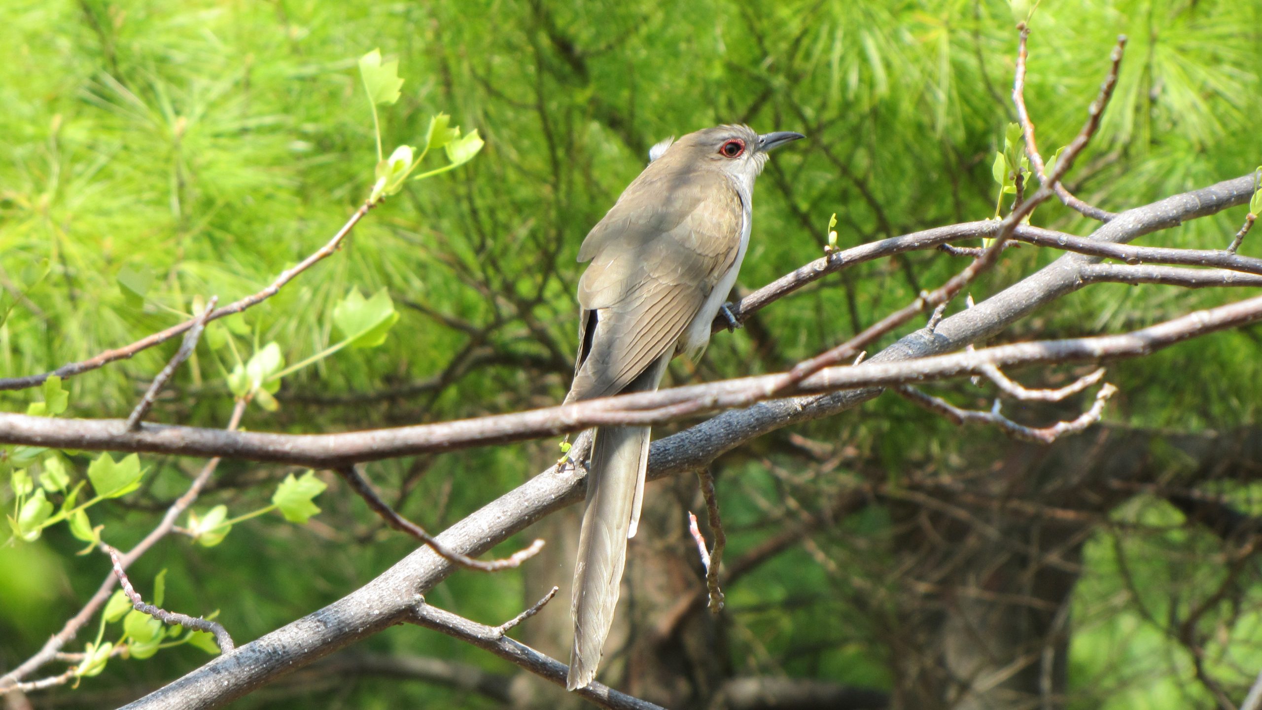 Black-billed Cuckoo bird