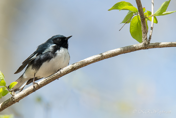 Black-throated Blue Warbler