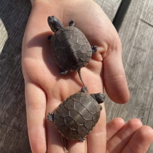 Blanding's Hatchlings 2 two Blanding’s Turtle hatchlings