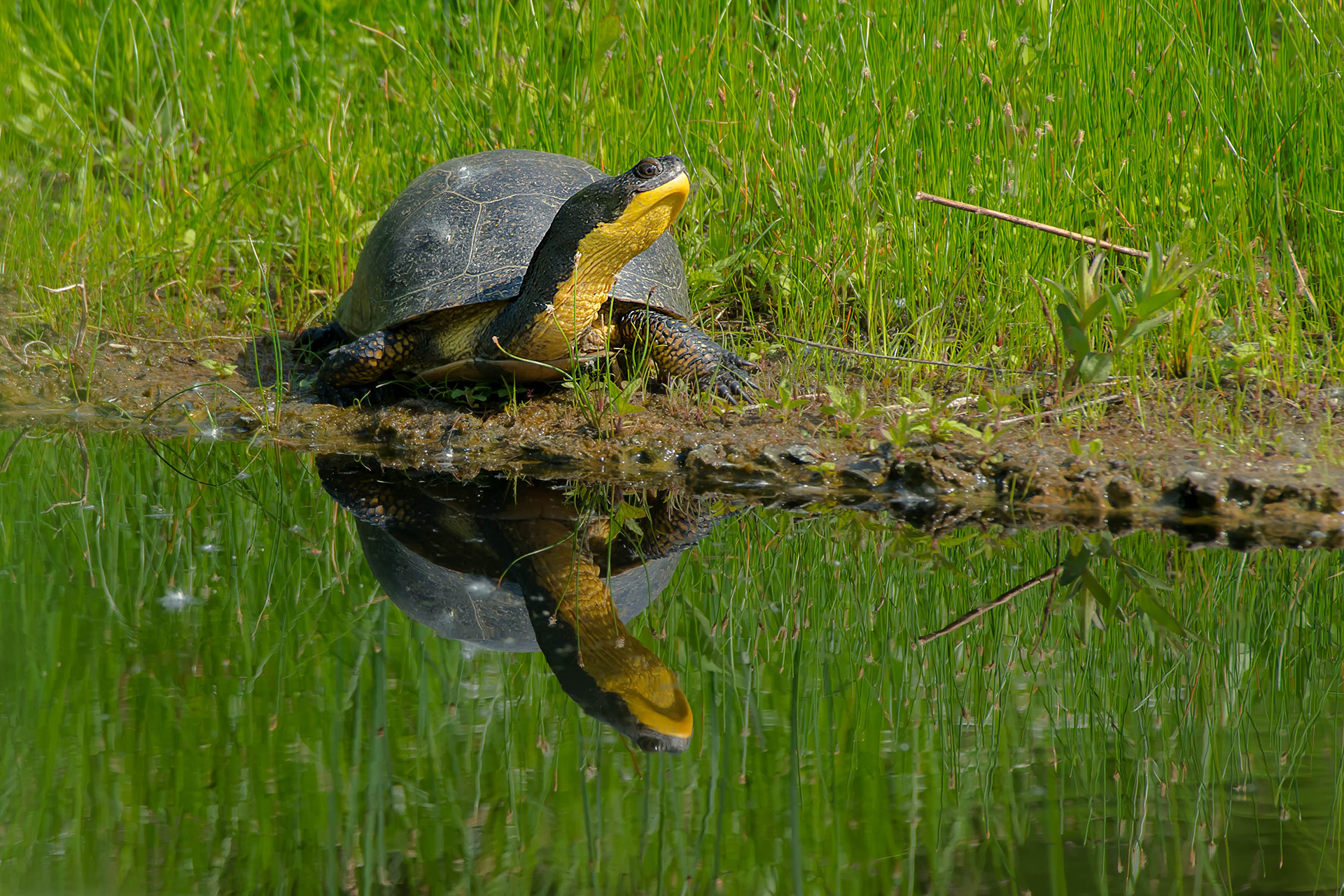 Blandings turtle on shorline reflected in water
