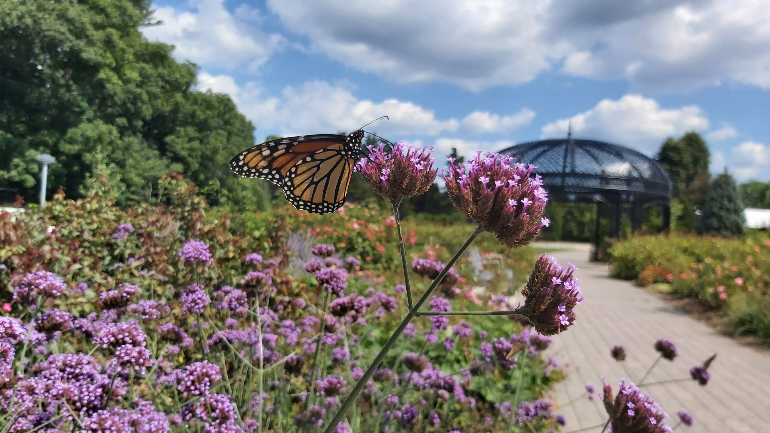 Monarch on verbena in Rose Garden