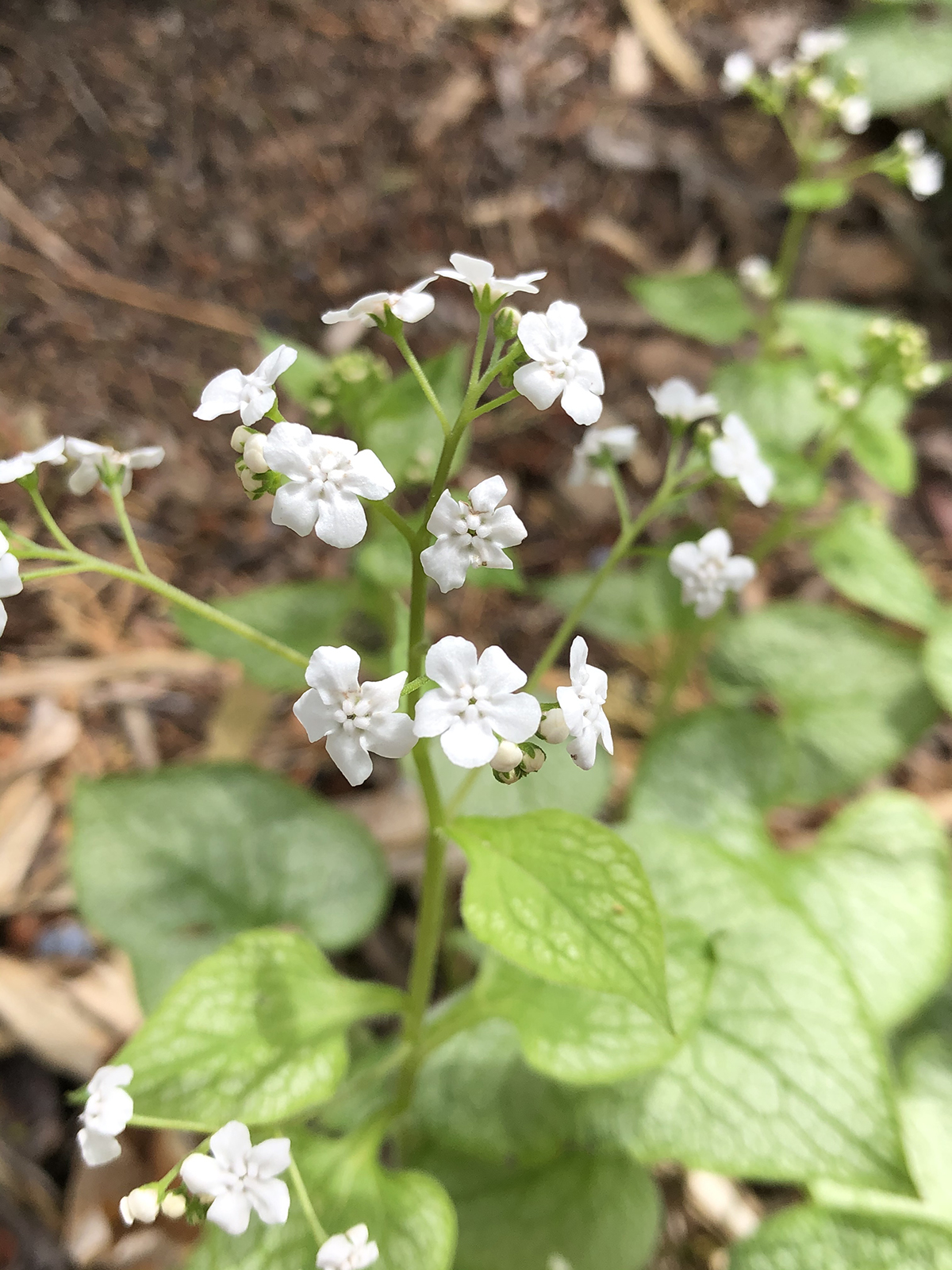 Brunnera 'Mister Morse'