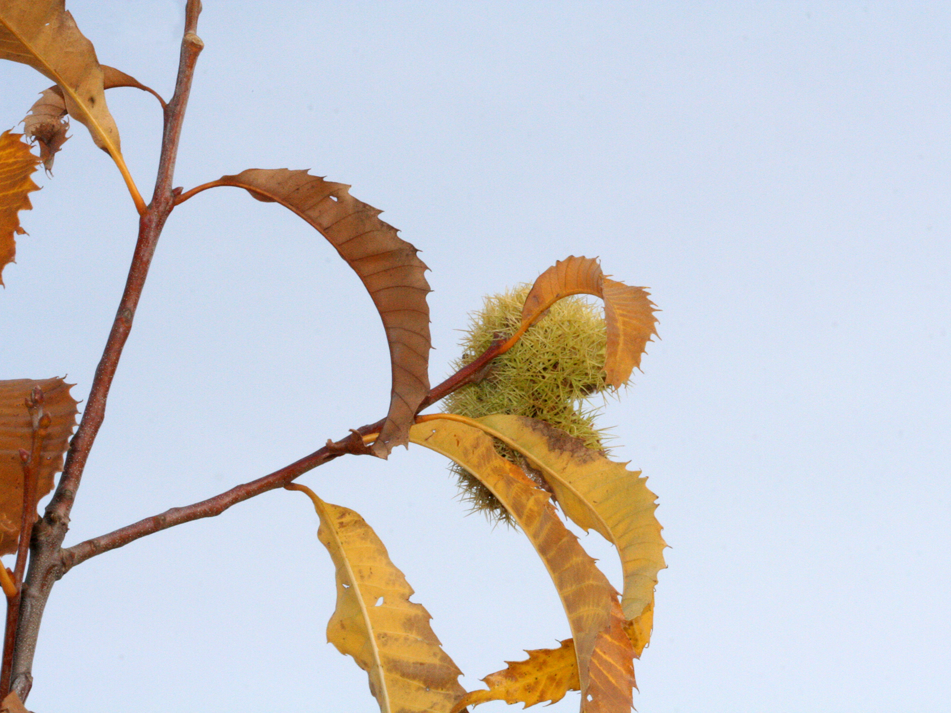 Spiky green chestnut seed on branch
