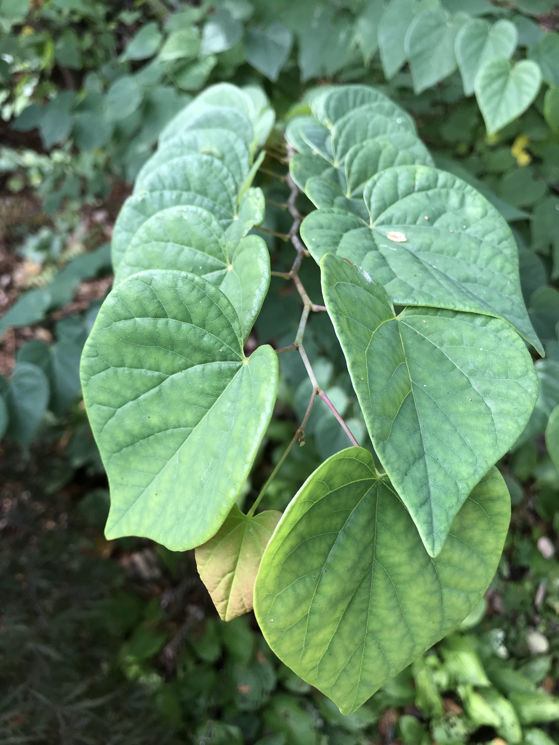 large green leaves of cercis 'ace of hearts'