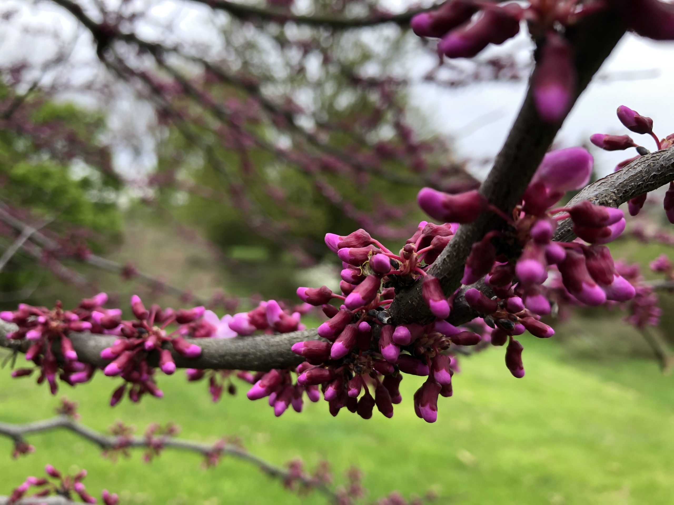 Fuschia cercis morton blossoms
