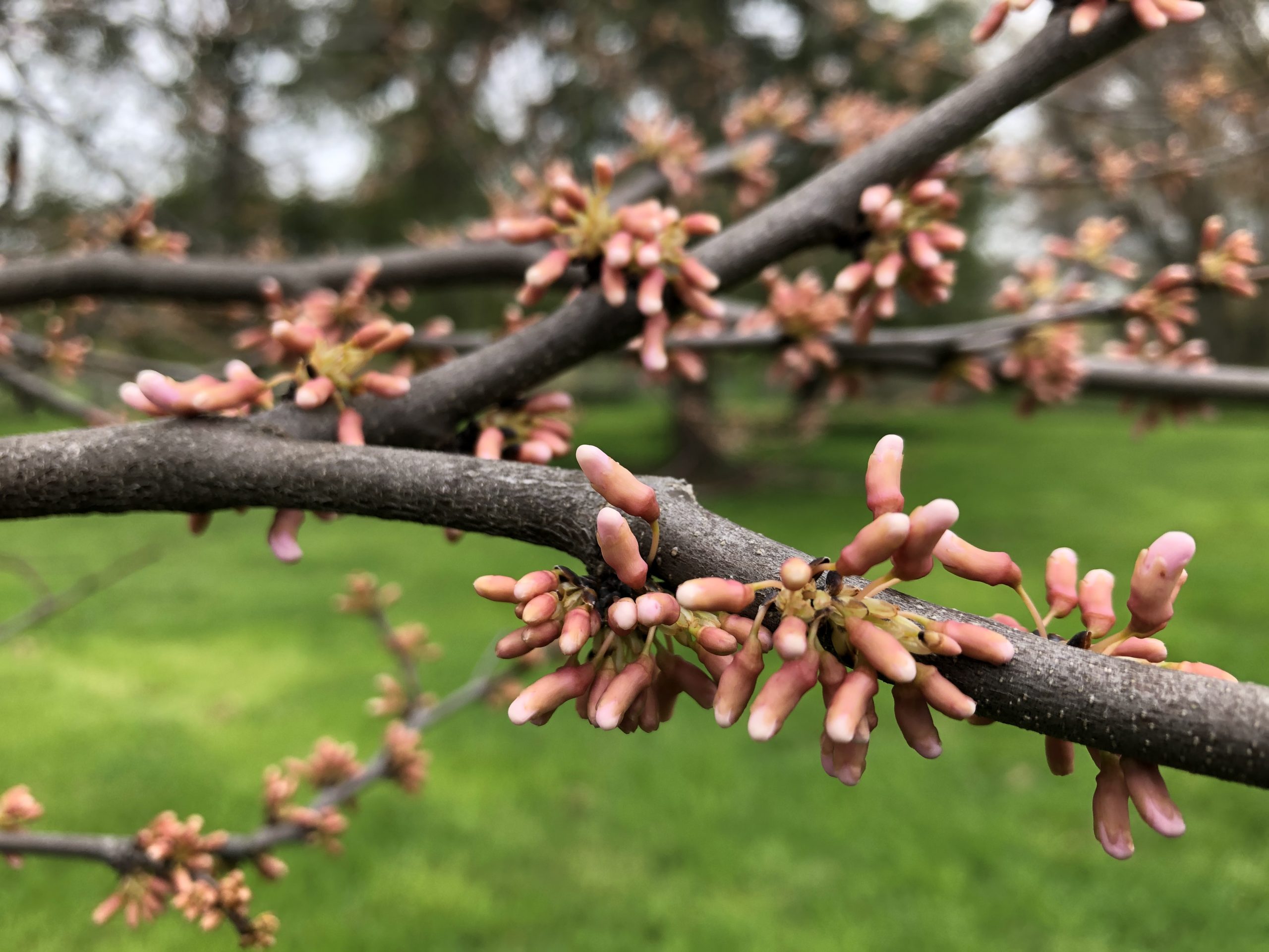 Light pink flower buds of ceris pauline lily