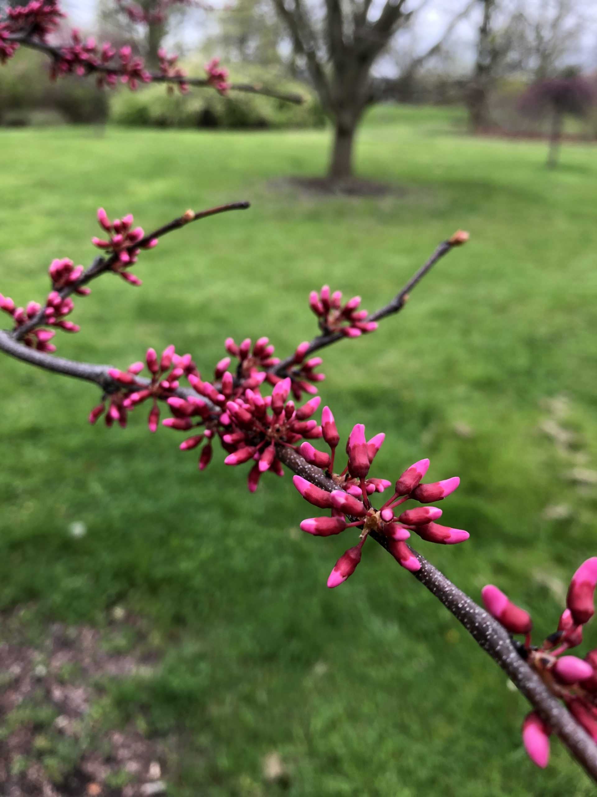 Deep pink flower buds of cercis tennessee pink