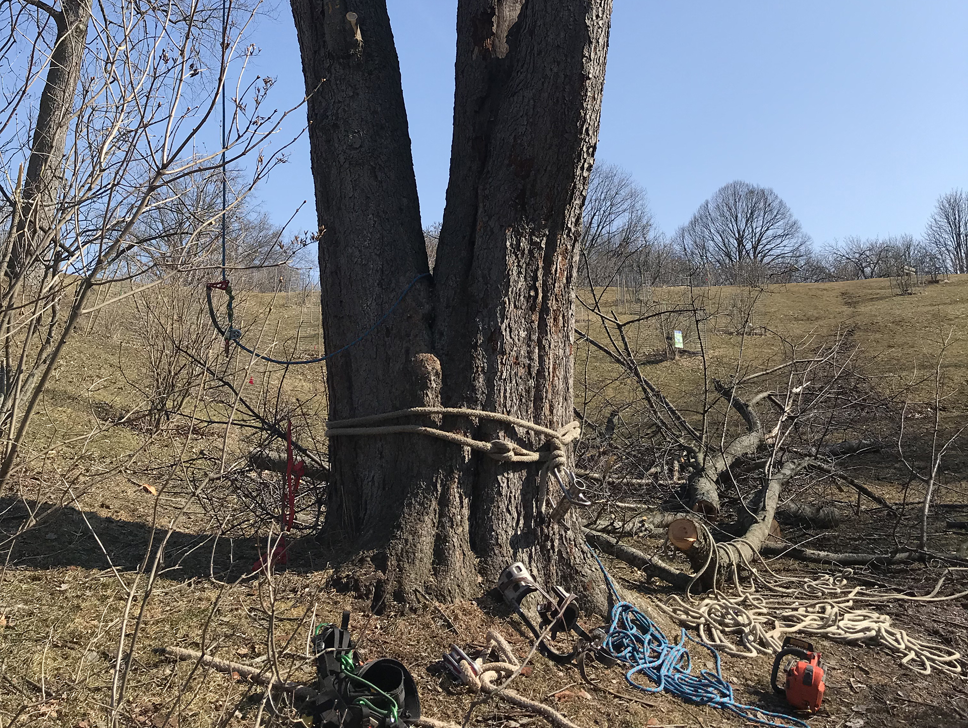 This Black Cherry (Prunus serotina) in Lilac Dell was deemed a hazard to the surrounding Lilac Collection and visitors. Image by Jon Peter.