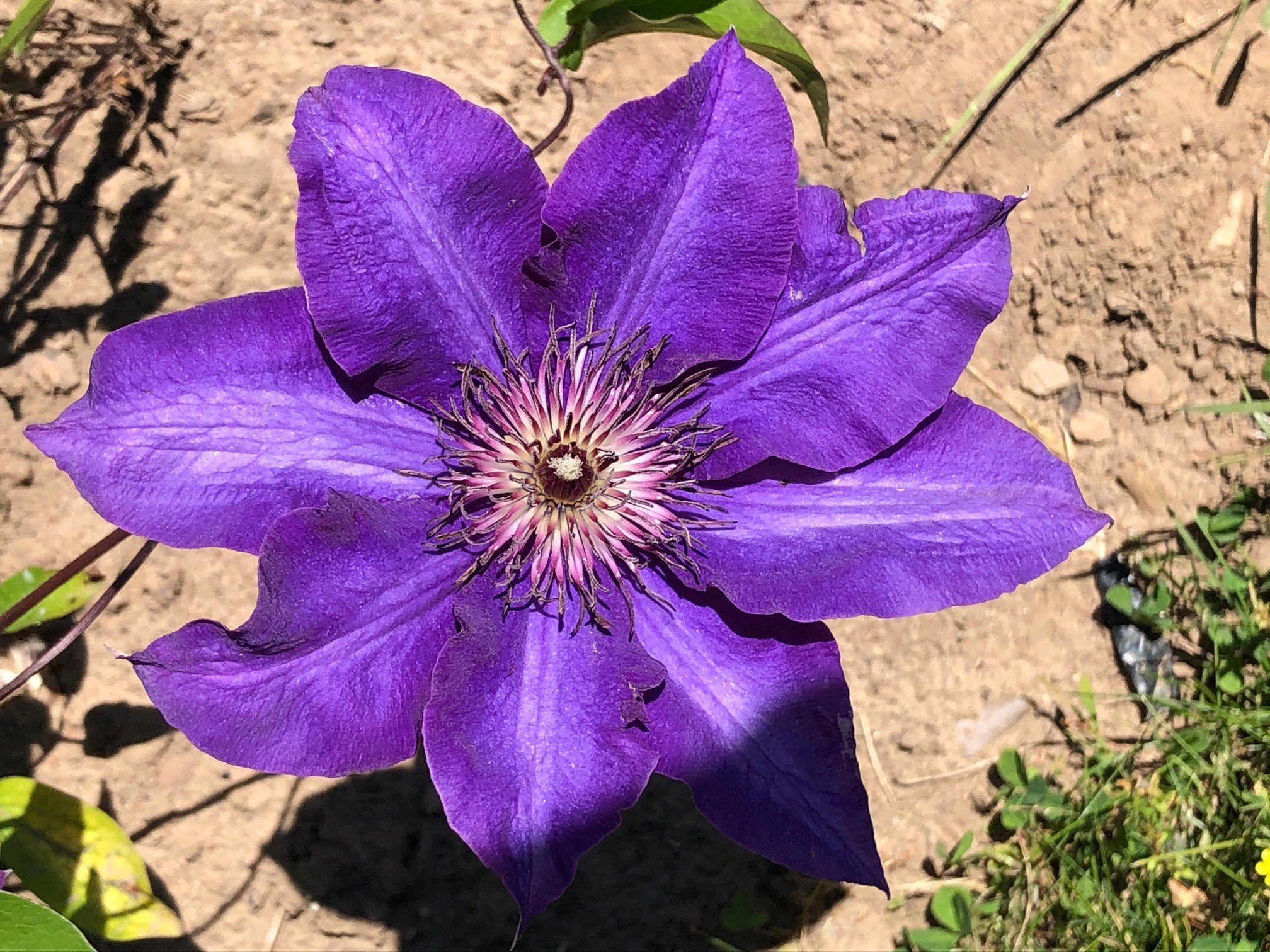 Clematis The President Flower