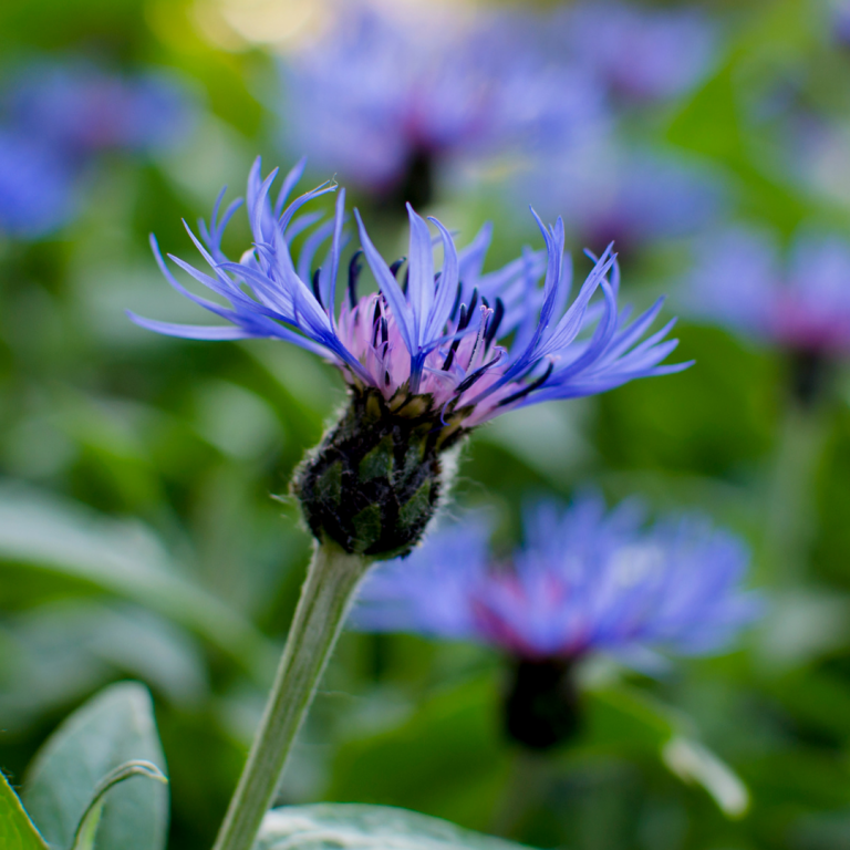 Close up shot of a bright blue cornflower in focus. Many more cornflowers are blurred in the background.