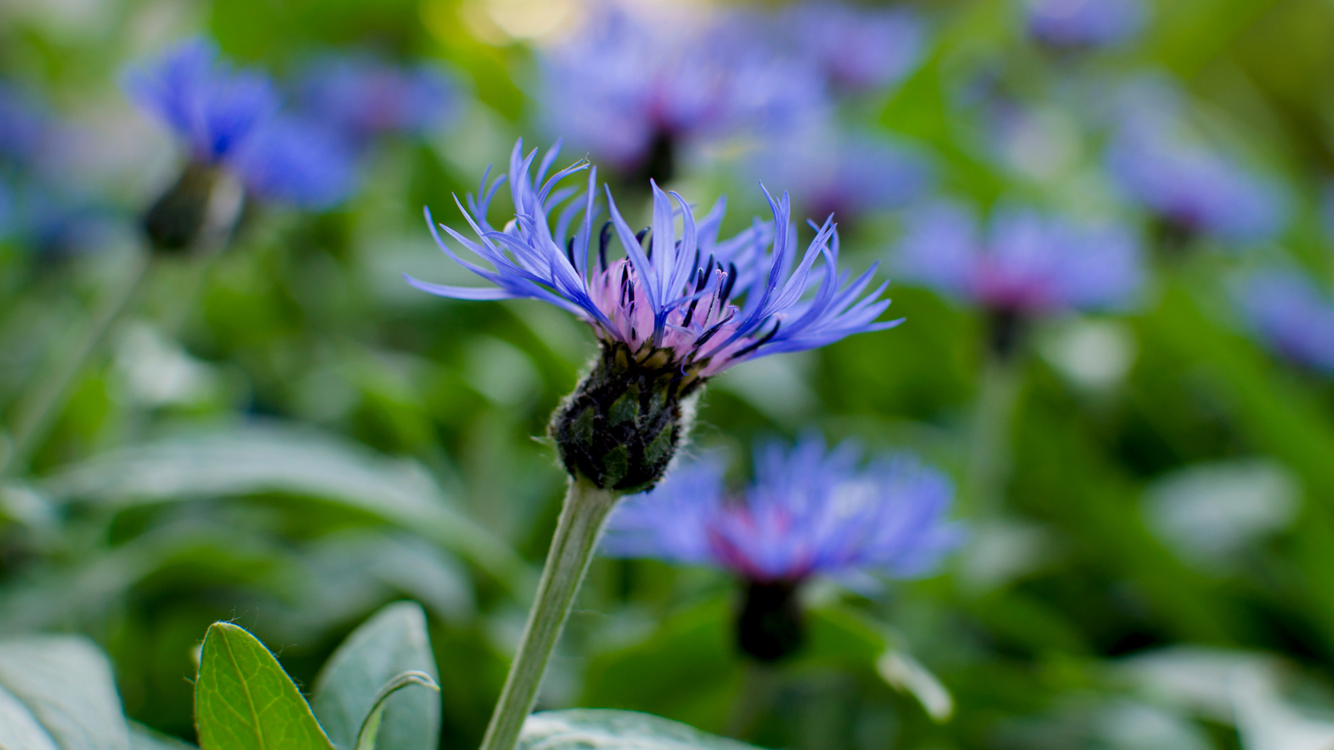 Close up shot of a bright blue cornflower in focus. Many more cornflowers are blurred in the background.