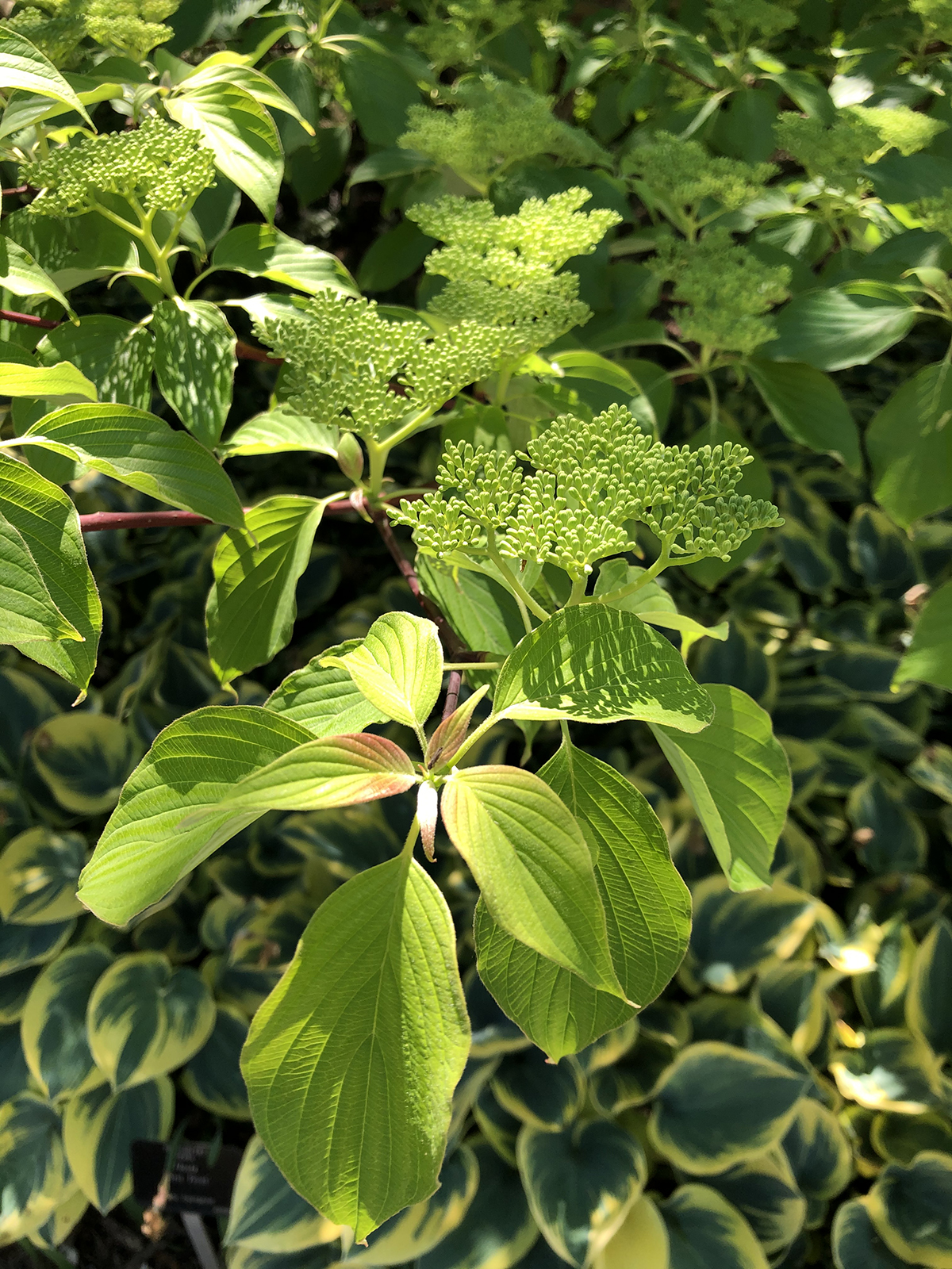 Cornus controversa 'June Snow'