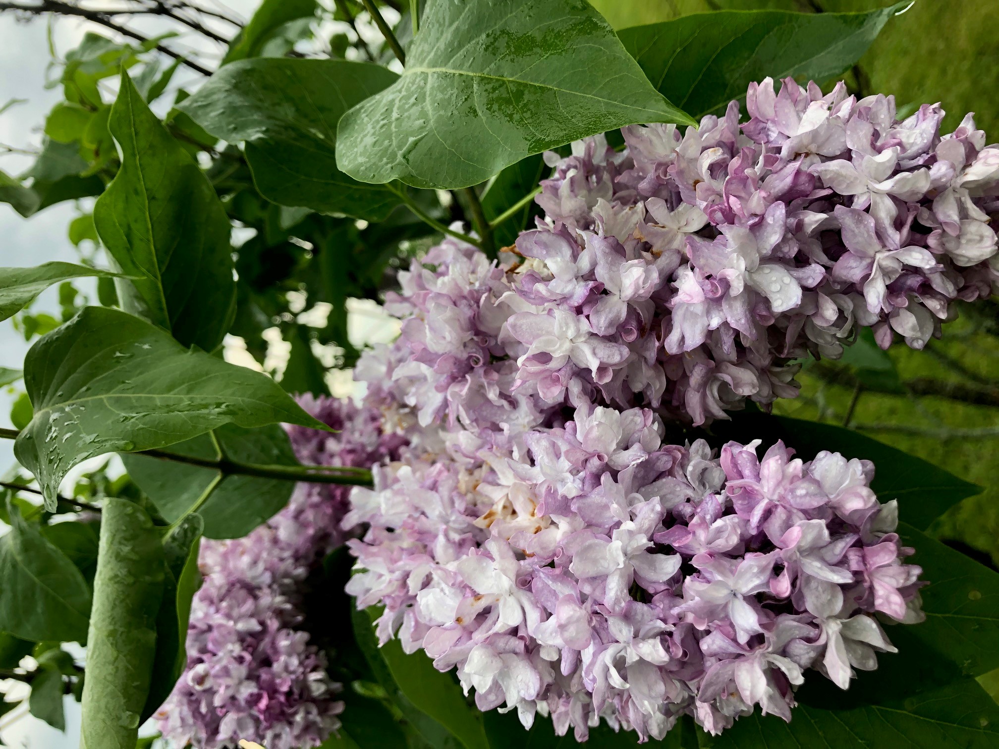 De Sauserre Lilac Bloom