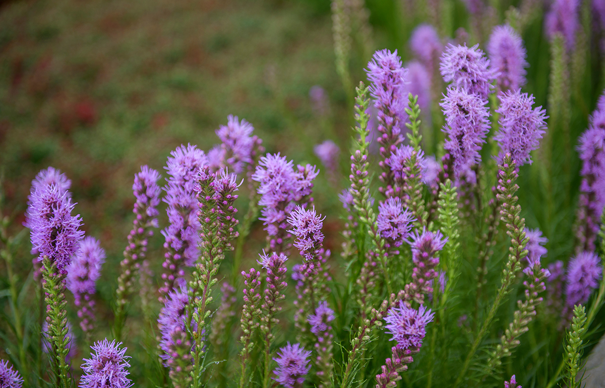 Dense Blazing Star (Liatris spicata)