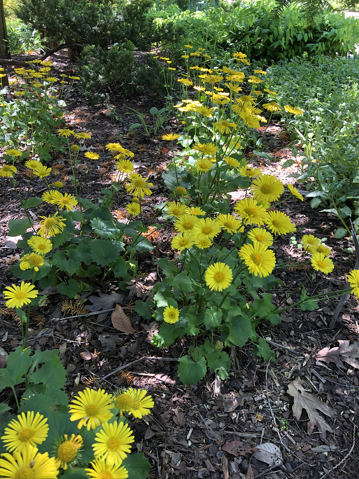 Doronicum 'Little Leo' mass