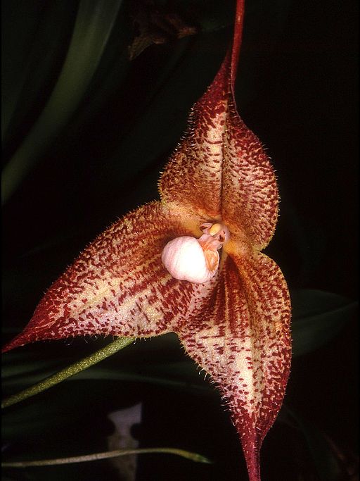 blood red dracula orchid