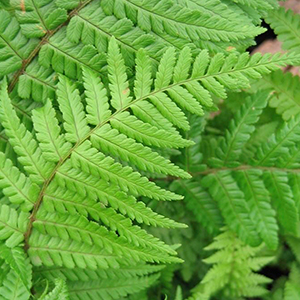 Fern Fronds
