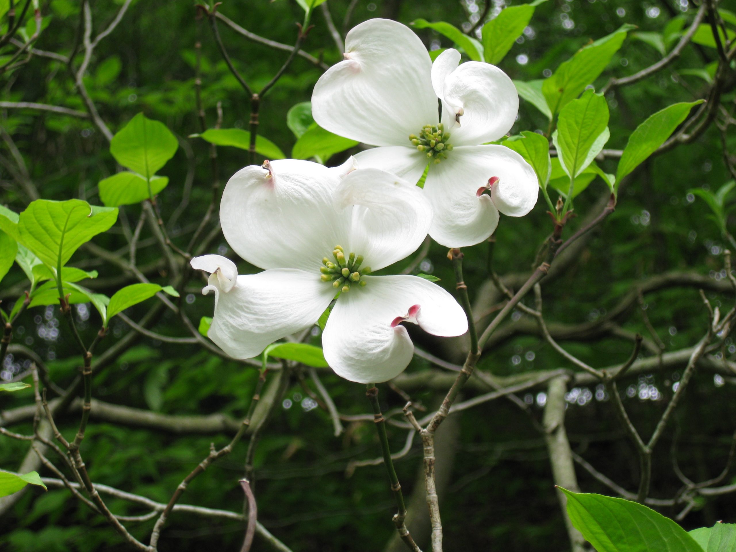 4 Ontario Trees on the Brink - Royal Botanical Gardens