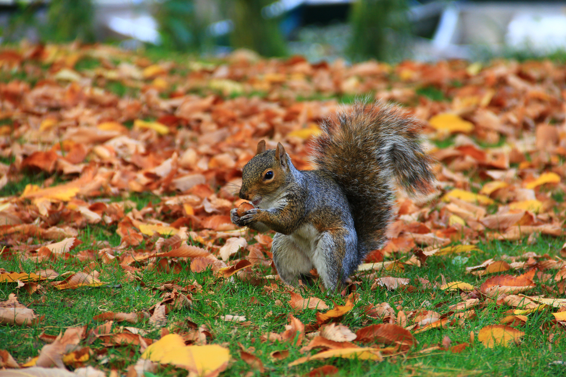 Eastern Grey Squirrel on ground surrounded by fall leaves
