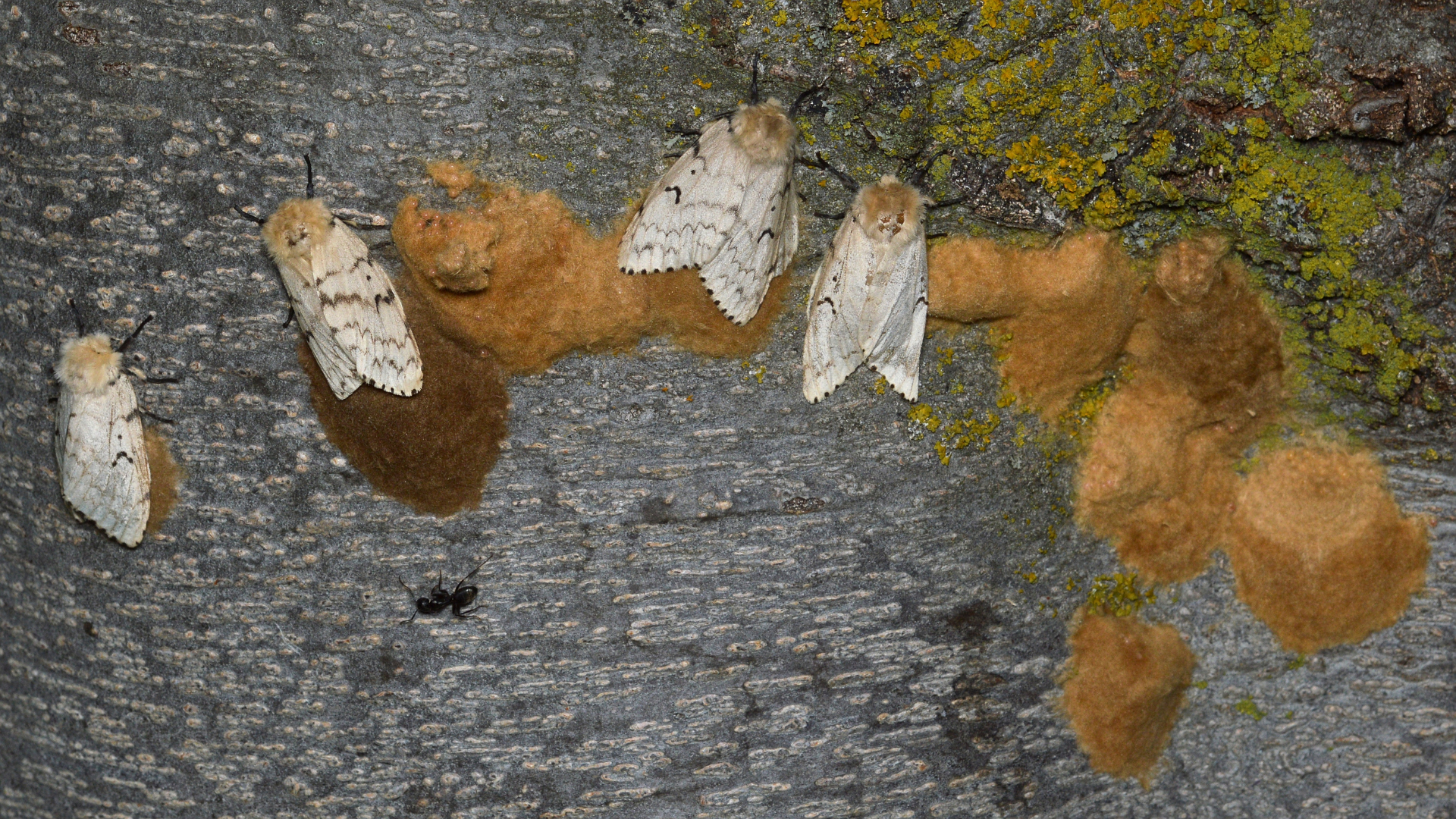 Gypsy moth egg masses on tree