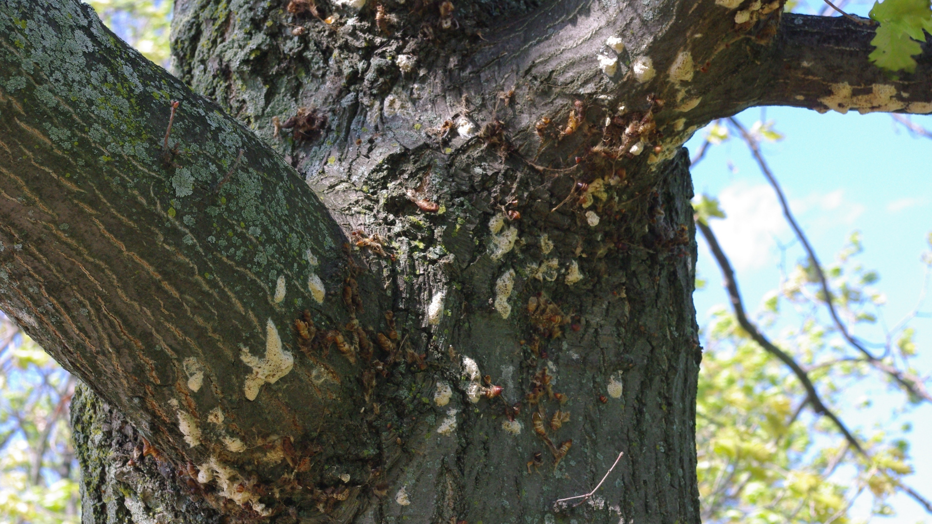 Egg Masses and Pupa on Tree
