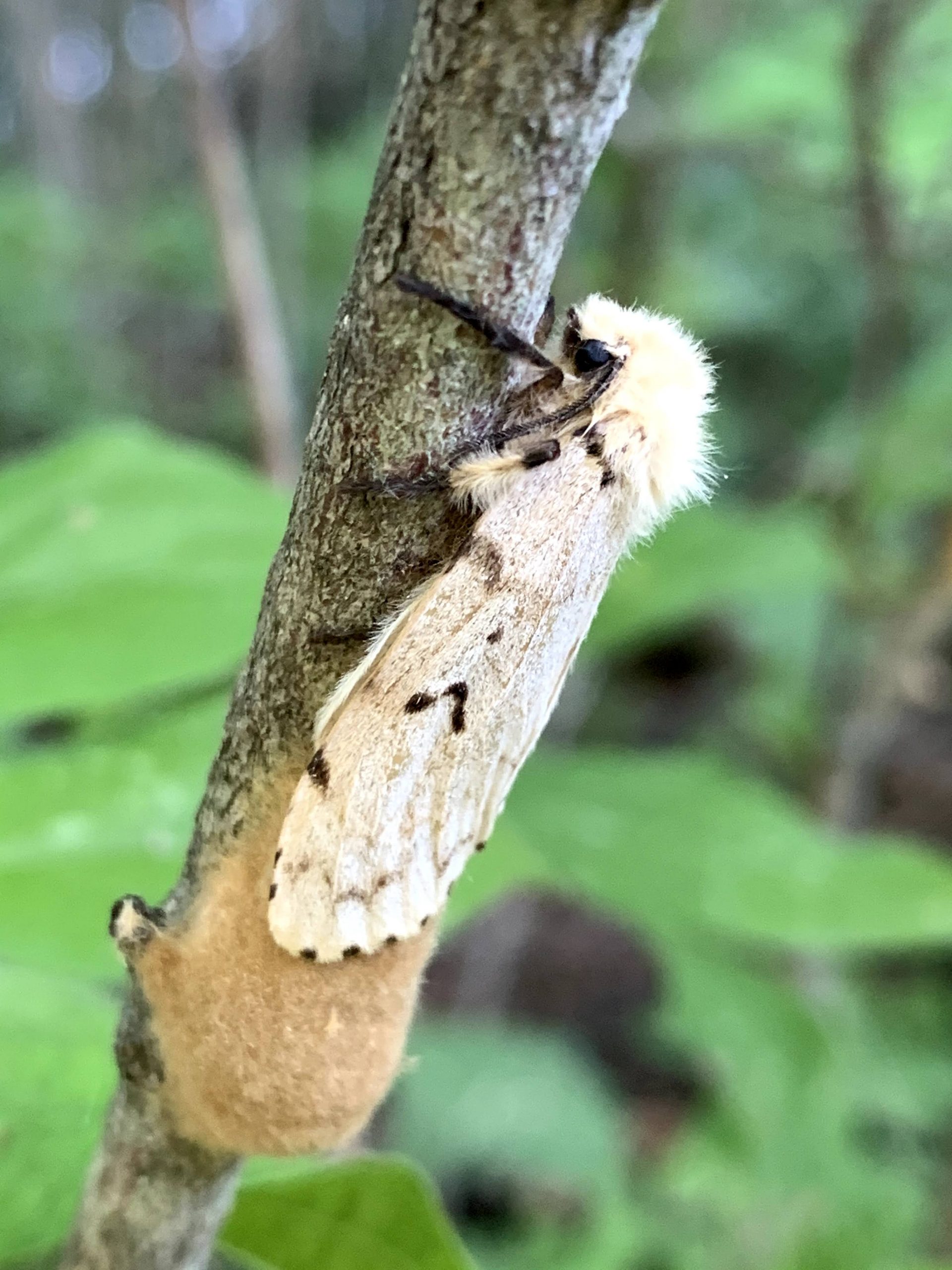Female laying egg mass