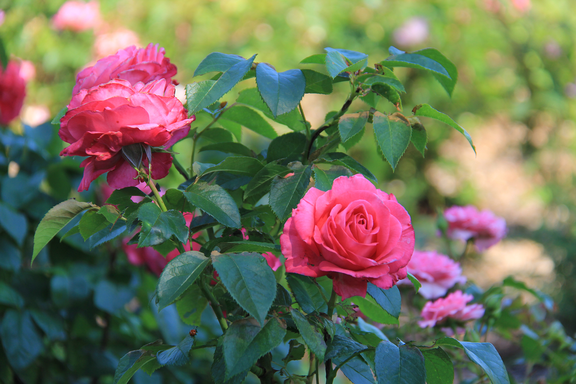 Shrub Rose 'Fiji' in bloom