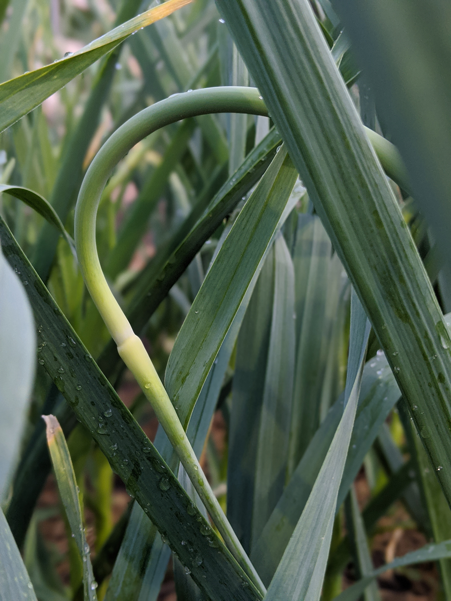 Garlic Scape
