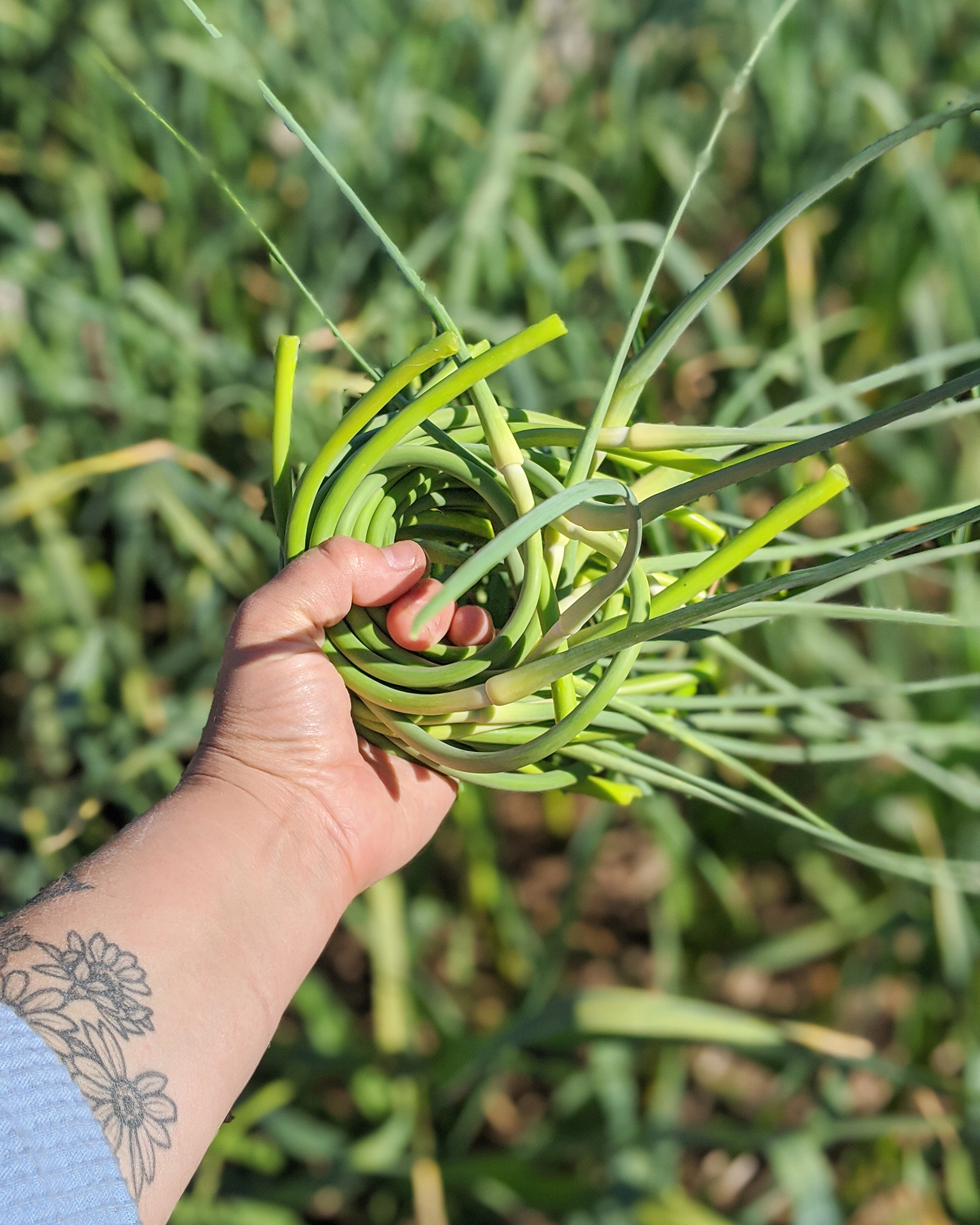 Garlic Scapes Picked