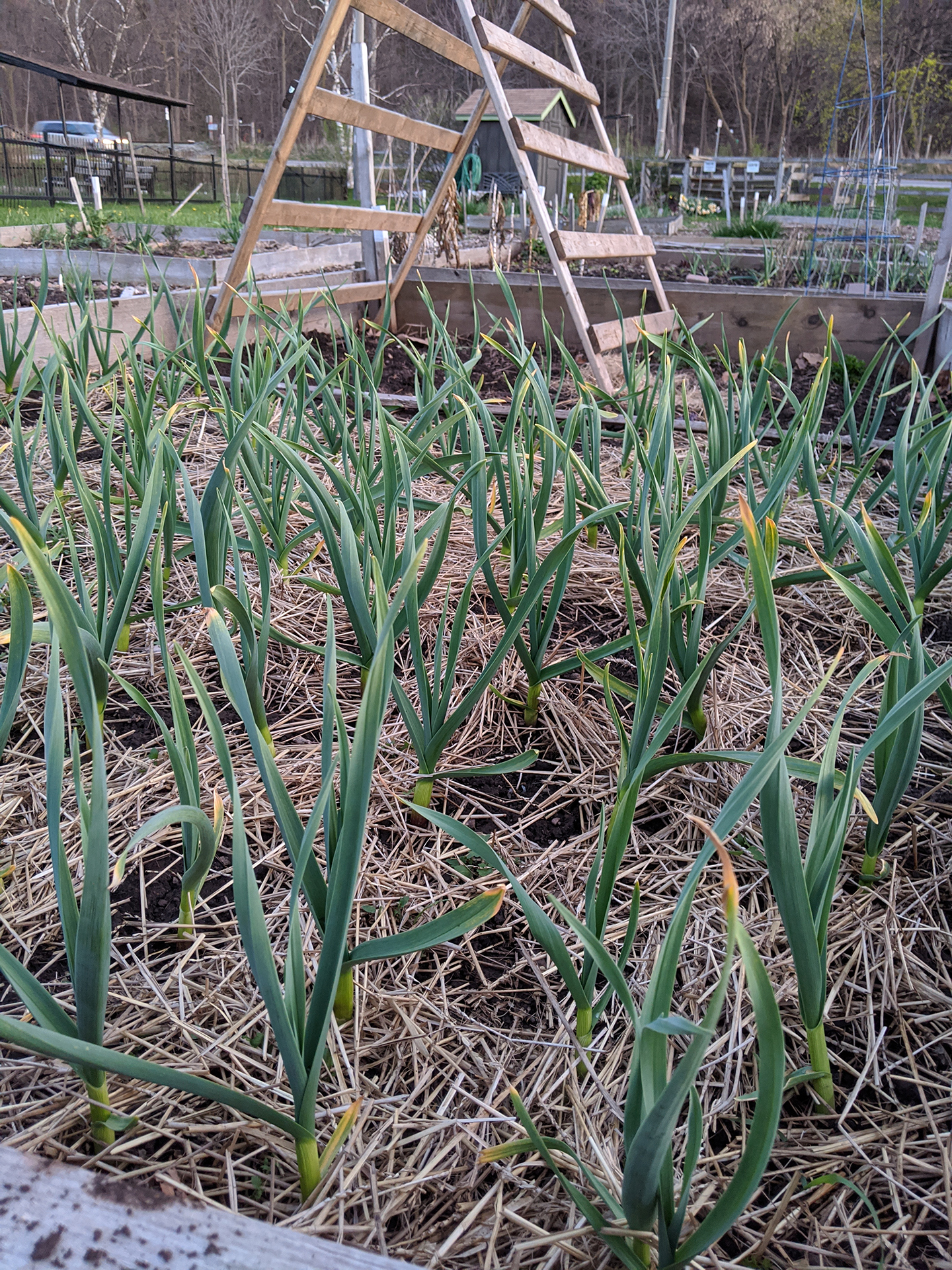 Garlic growing in flower bed in spring