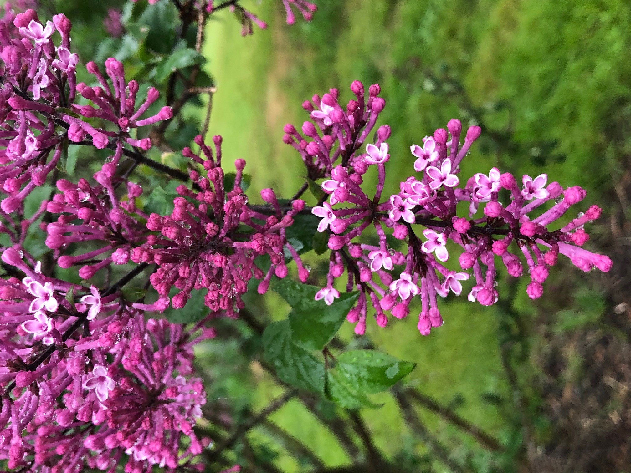 George Eastman Lilac Bloom