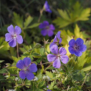 Purple Geranium Blooms