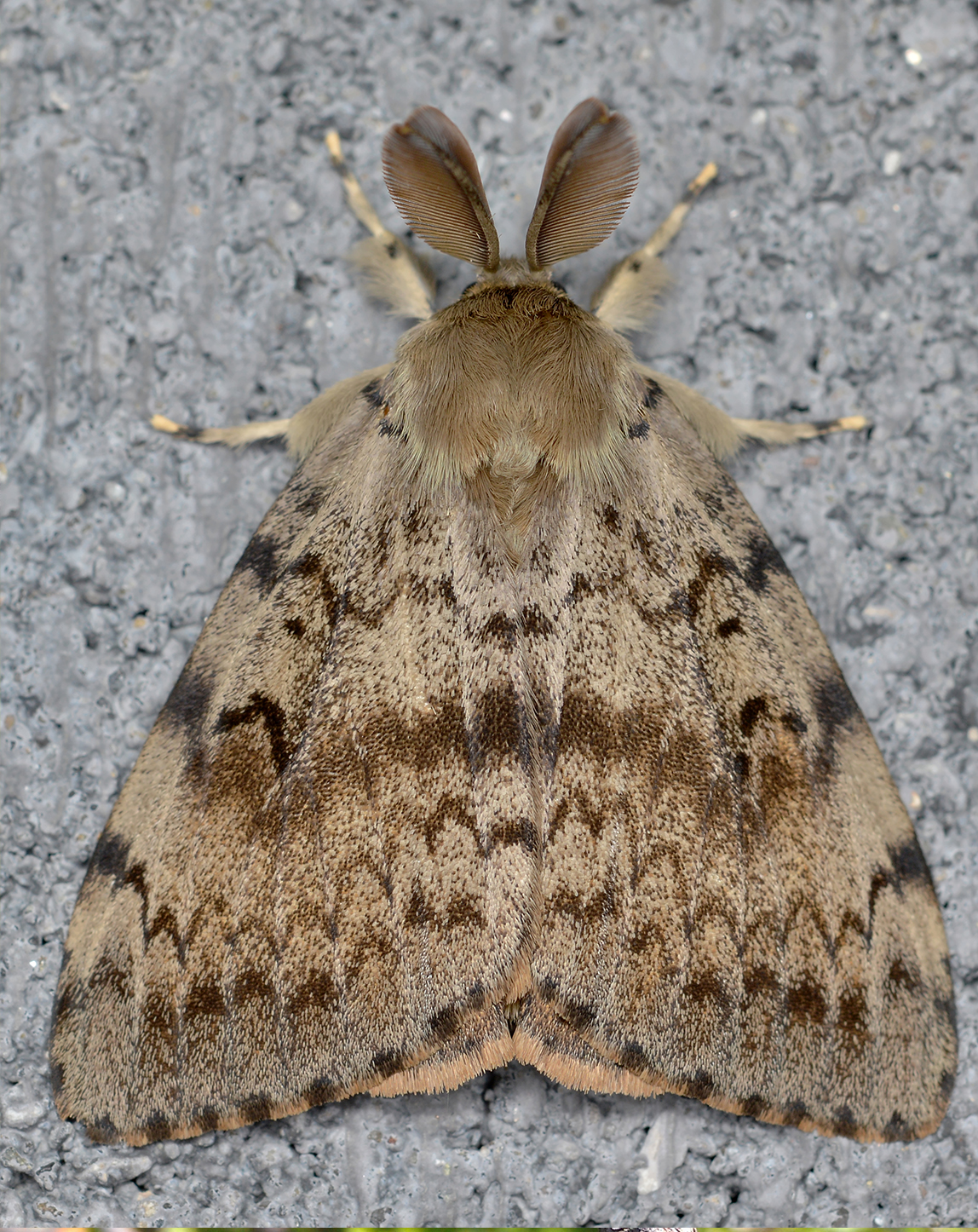 Gypsy Moth Adult (Male)